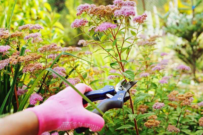 Trimming spirea flowers and leggy stems