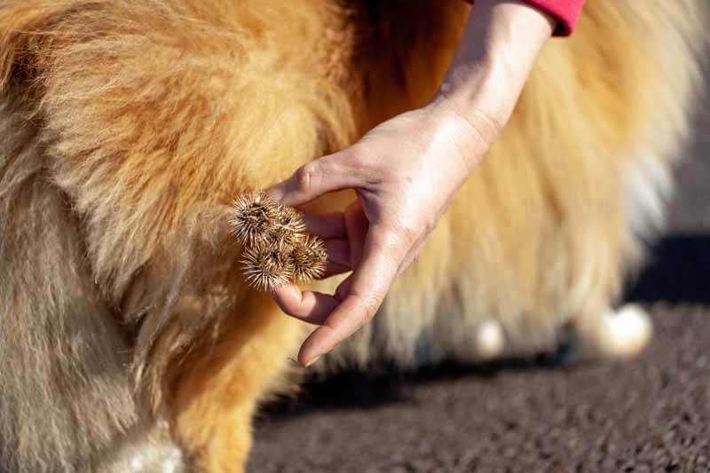 Burdock seed heads on pets