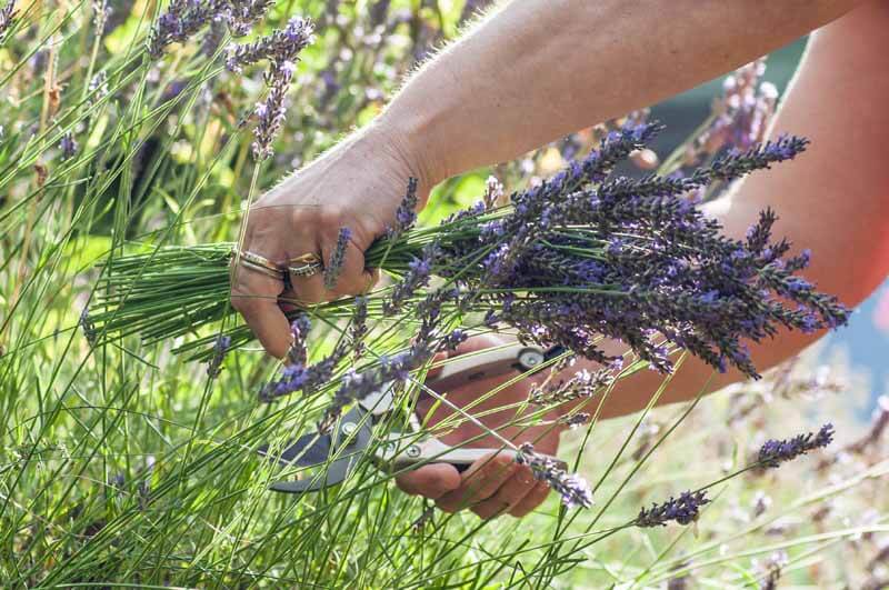 Pruning old lavender blooms