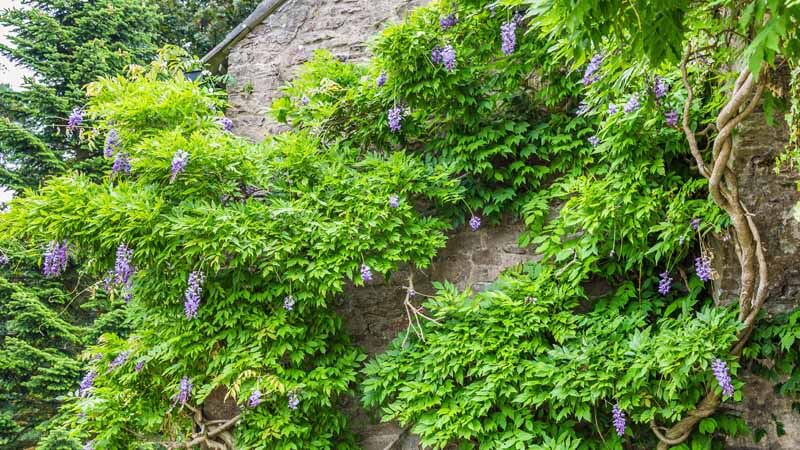 Wisteria on stone building