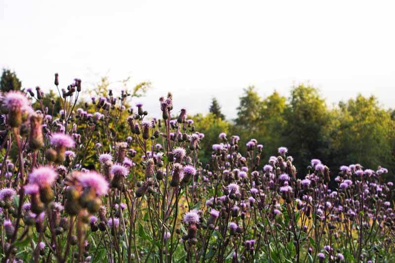 Canada thistle in bloom