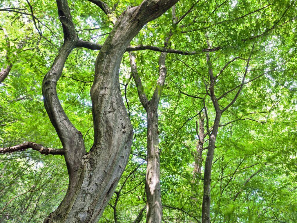 Strong-wooded muscle wood trees