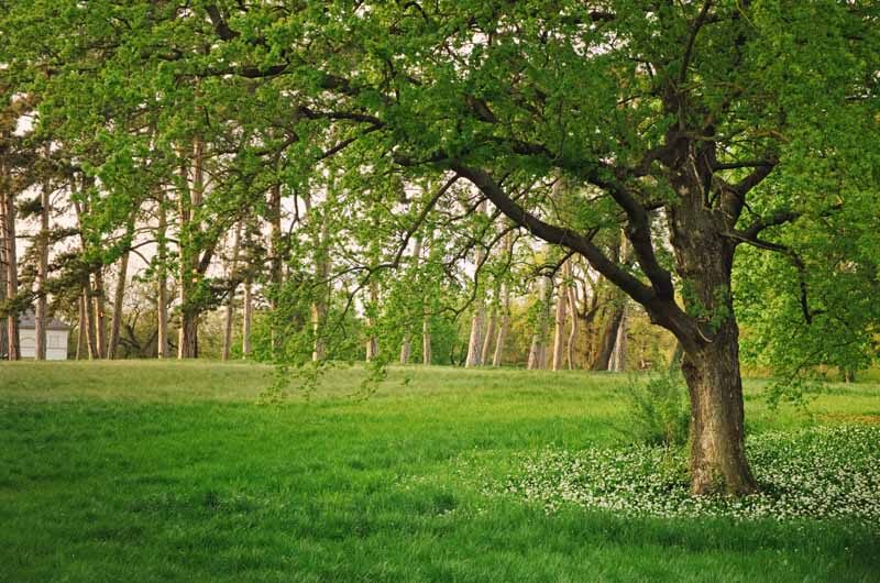 Oak trees