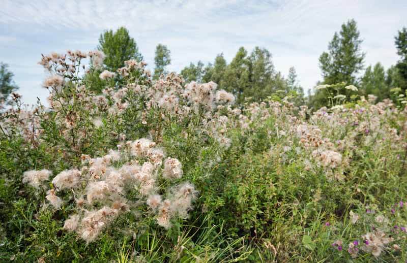 Canada thistle in seed