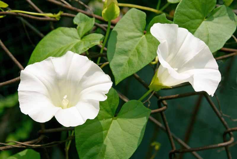 Field Bindweed