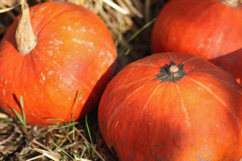 Sunshine Kabocha Squash