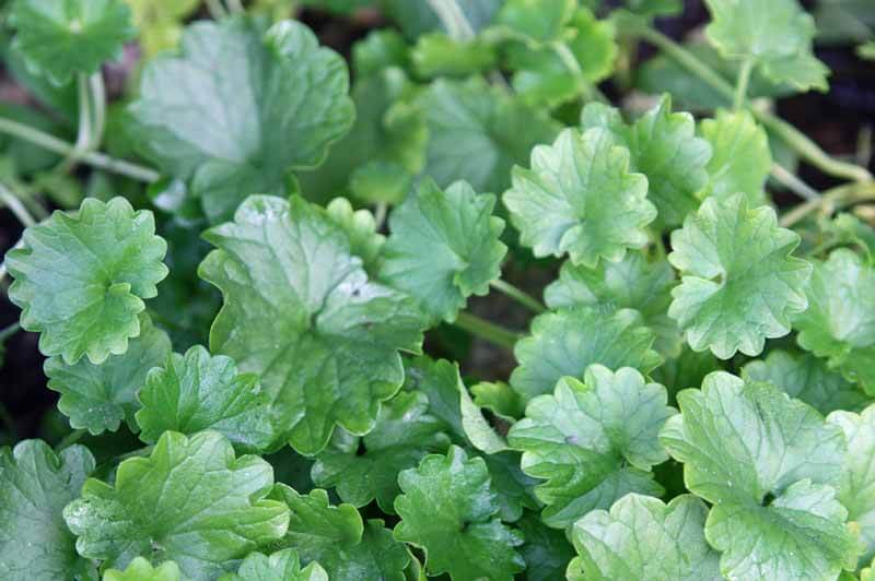 Ground ivy