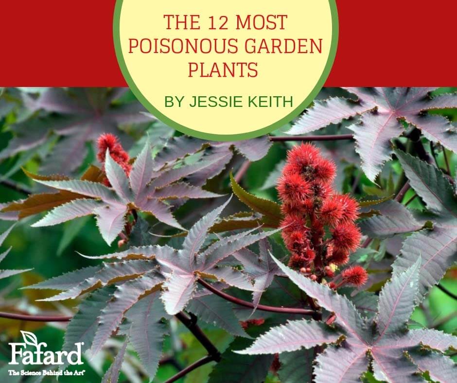 12 Most Poisonous Garden Plants Featured Image