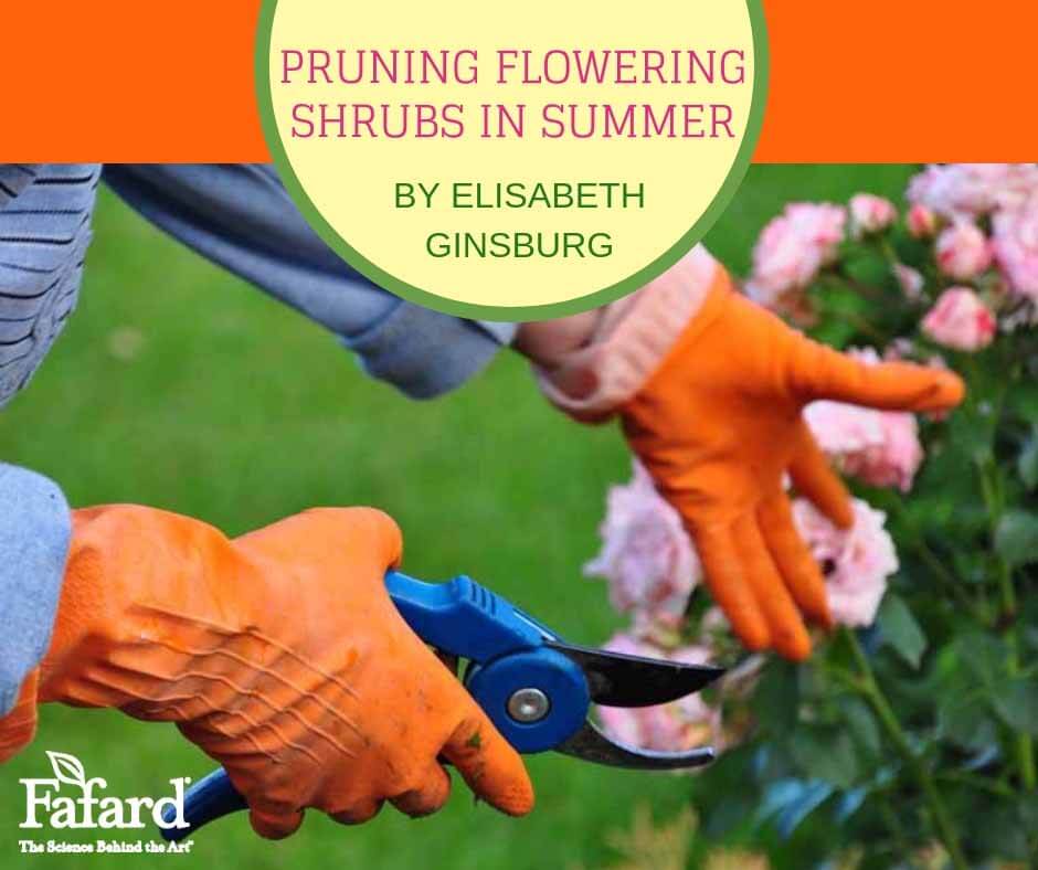 Pruning Flowering Shrubs in Summer Featured Image
