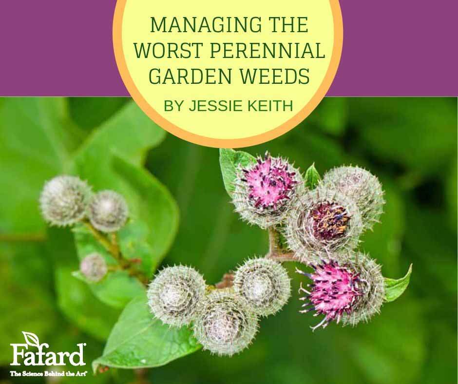 Managing the Worst Perennial Garden Weeds Featured Image