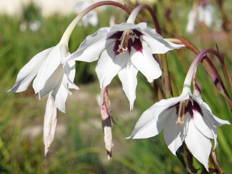 Abyssinian gladiolus