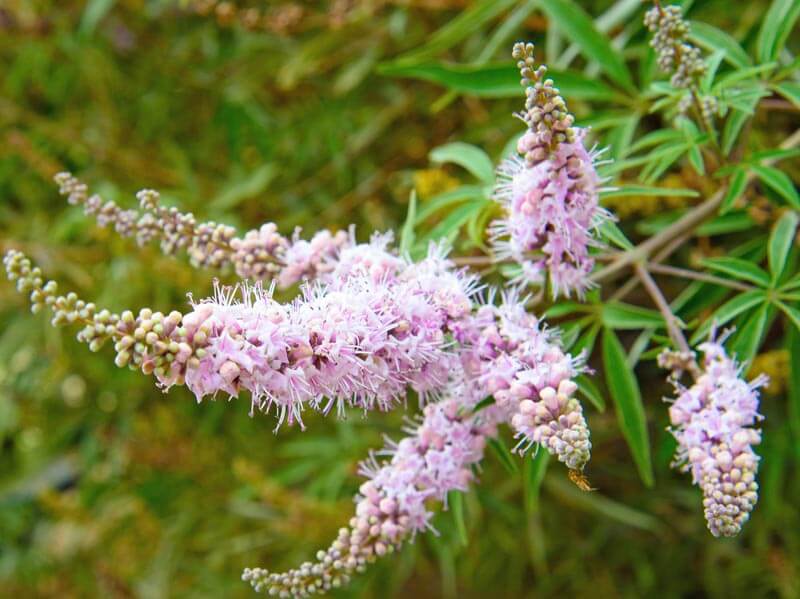 Vitex agnus-castus 'Pink Pinnacle' with pink flower spires