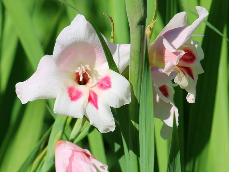 Nanus Gladiolus