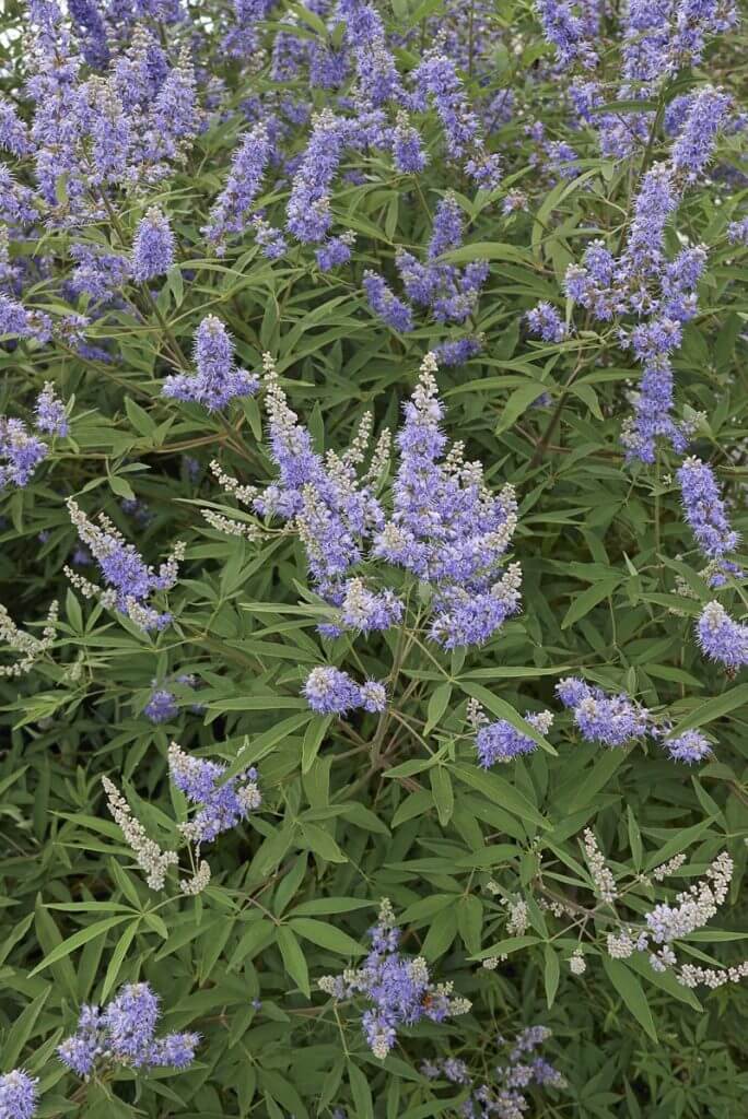 Chaste tree with purple flowers