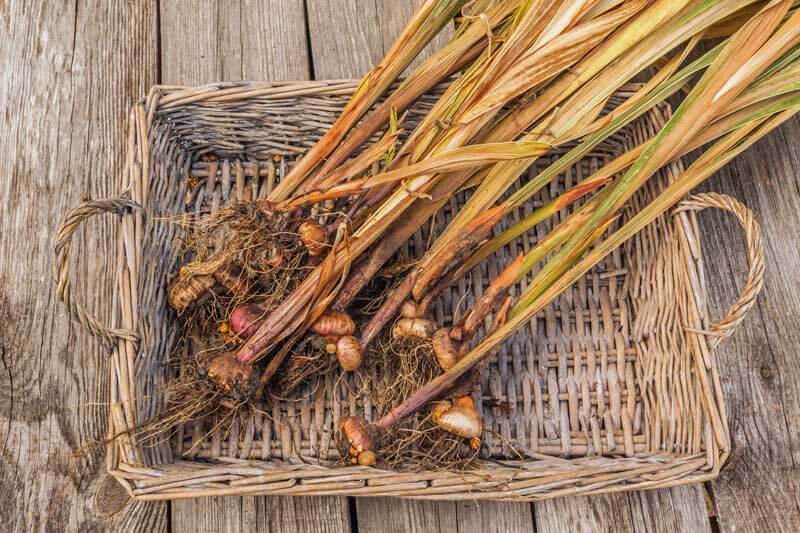 Gladiolus in basket tray