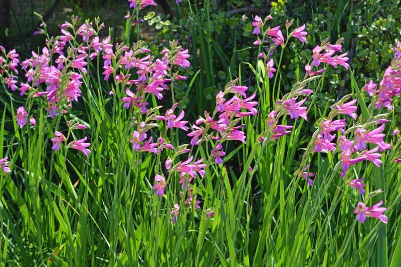 Gladiolus communis var. byzantinus