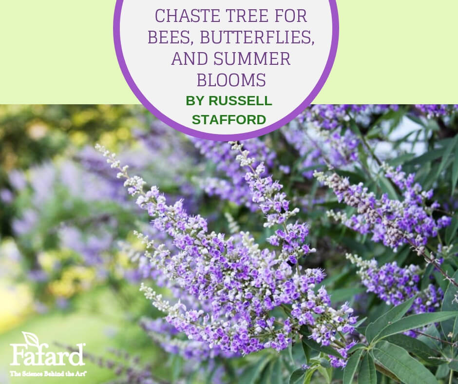 Chaste Tree for Bees, Butterflies, and Summer Blooms Featured Image