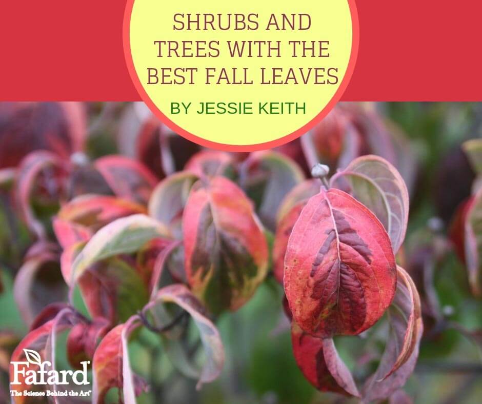 Rainbow flowering dogwood leaves