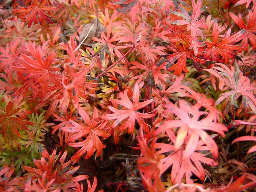 Bloody geranium