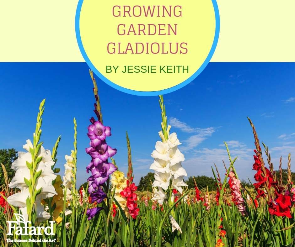 Growing Garden Gladiolus Featured Image