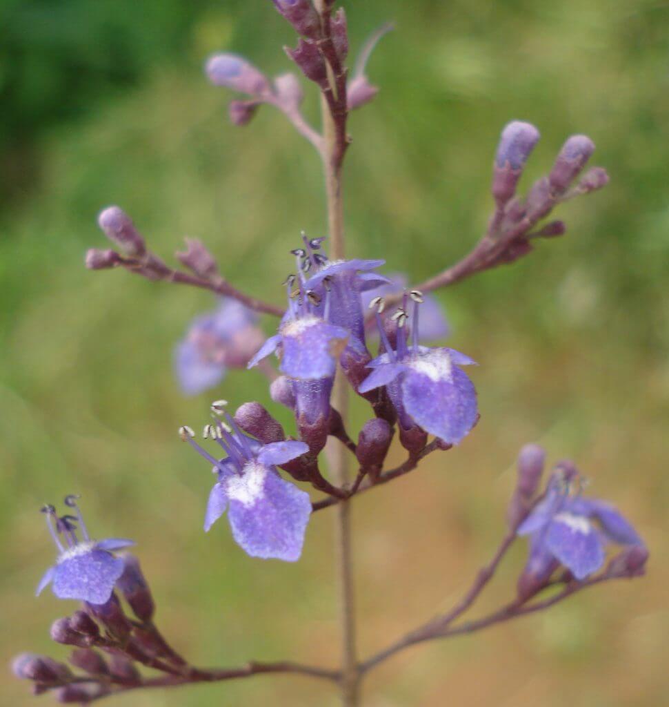 Vitex negundo flowers