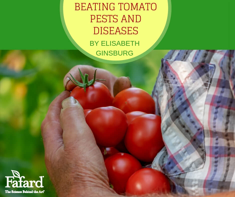 Beating Tomato Pests and Diseases Featured Image