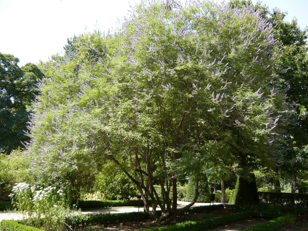 Chaste tree with purple flowers