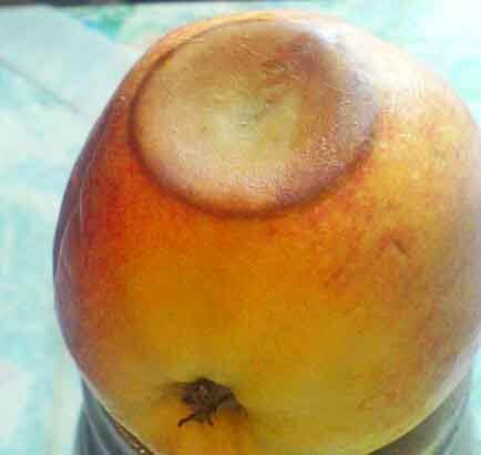 Apples with anthracnose develop bull's eye rot. (Image by Gohnarch)