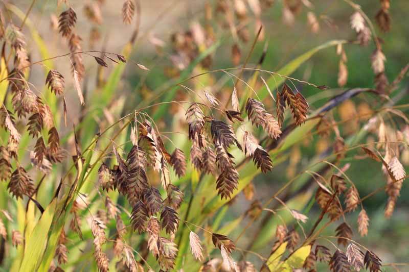 Northern sea oats