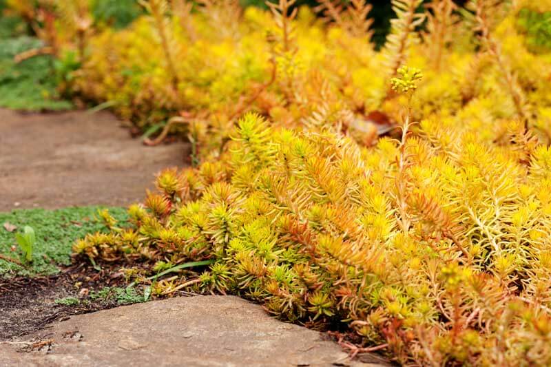 Sedum 'Angelina'