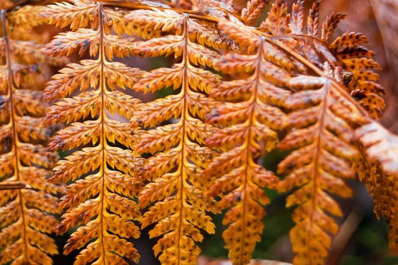 Autumn fern