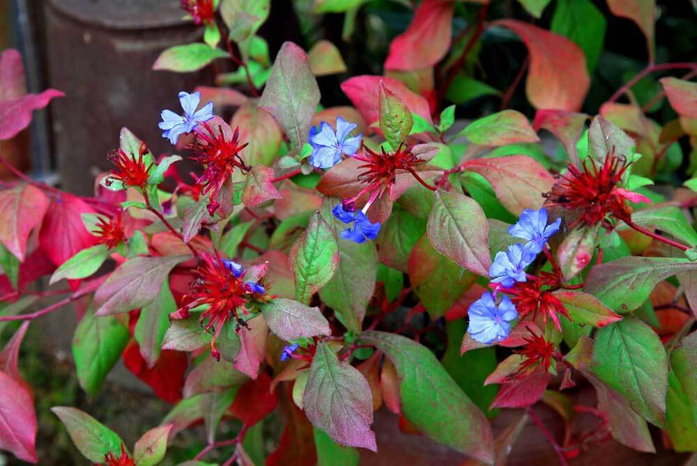 Chinese plumbago