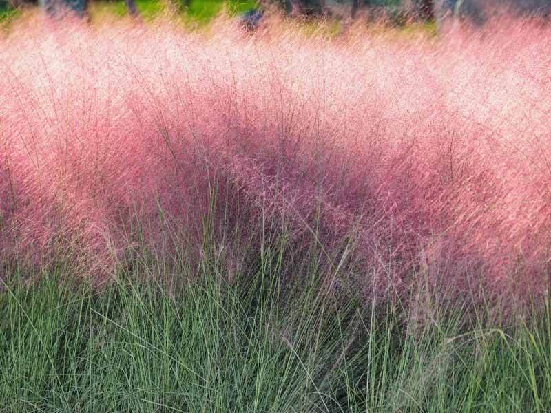 Rose pink muhlygrass