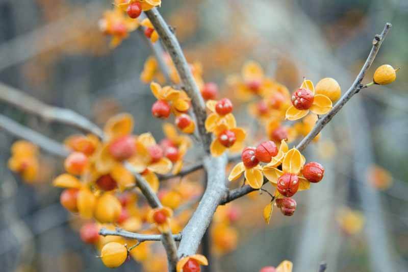 Asian bittersweet berries