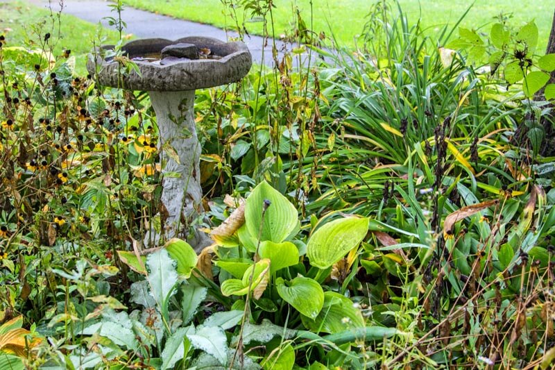 Waning perennial garden