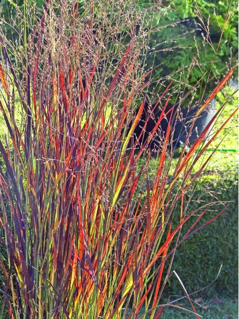 Shenandoah switchgrass