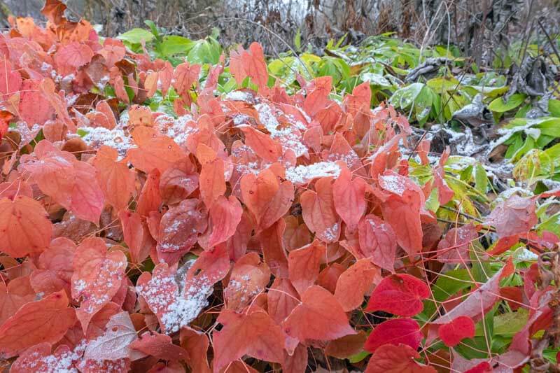 Epimedium x rubrum leaves