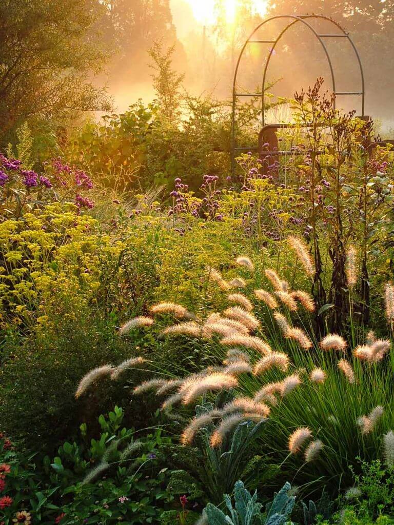 Fountain grass (Pennisetum alopecuroides)