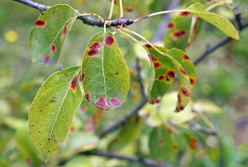 Cedar apple rust spots
