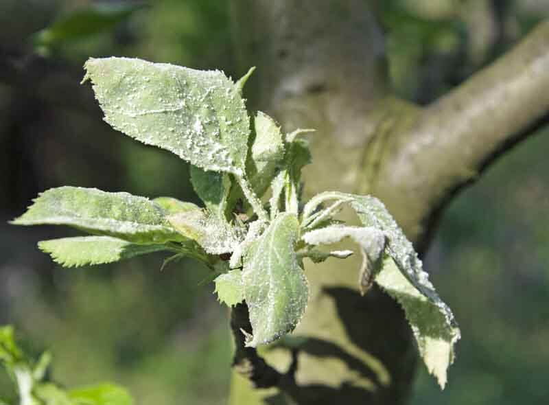 Apple leaves infected with powdery mildew