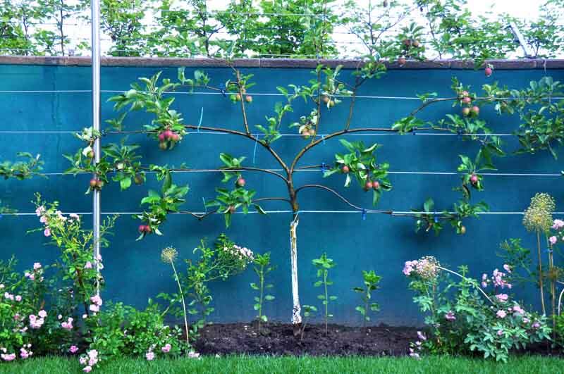 Espaliered apple on disease-resistant, dwarfing rootstock