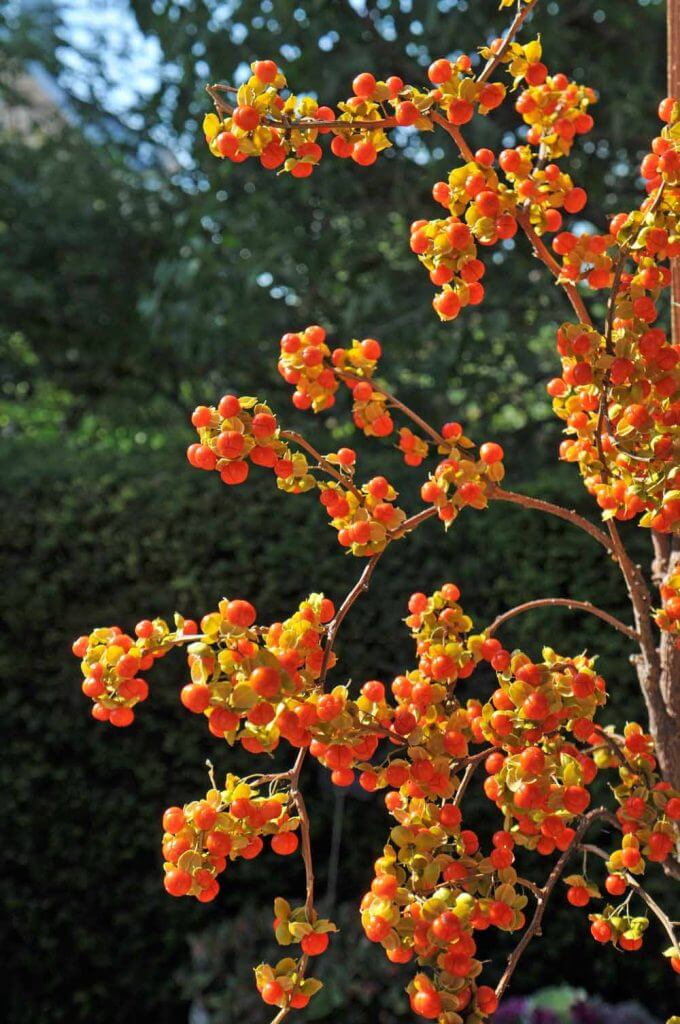 Native bittersweet with clusters of fruit