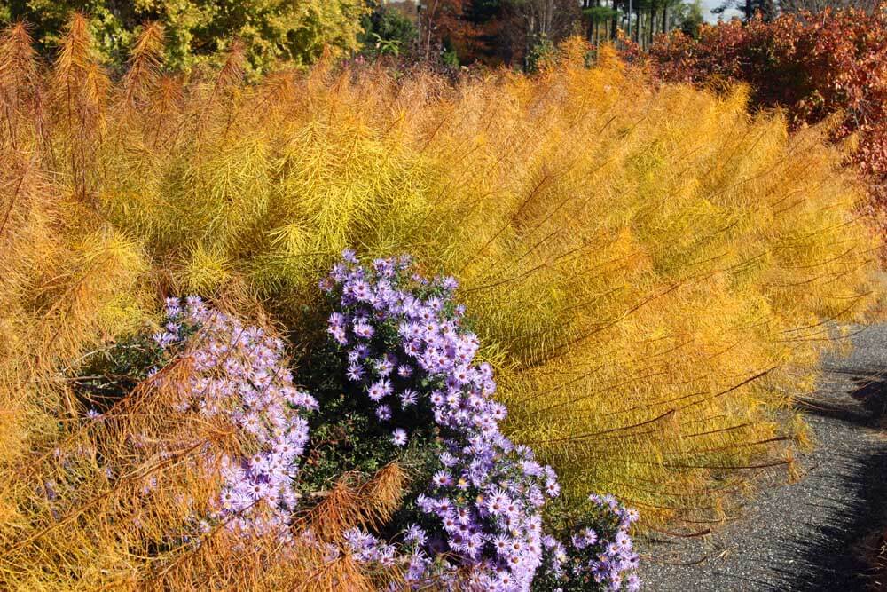 Golden Hubricht's bluestar behind an aster. (Image by Jessie Keith)