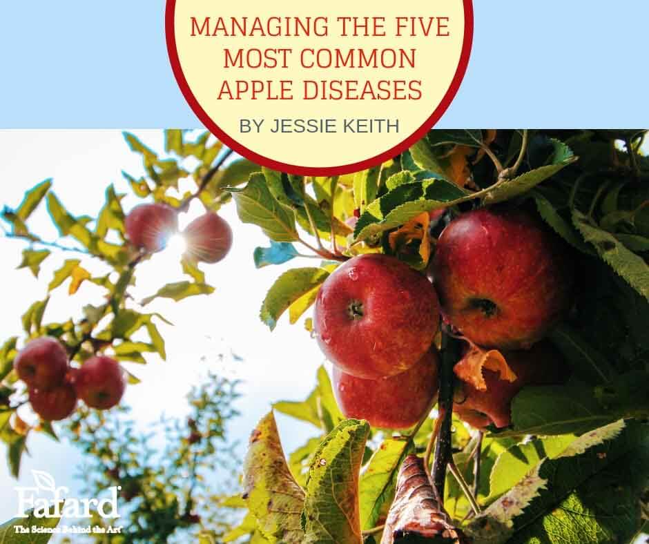 Managing the Five Most Common Apple Diseases Featured Image