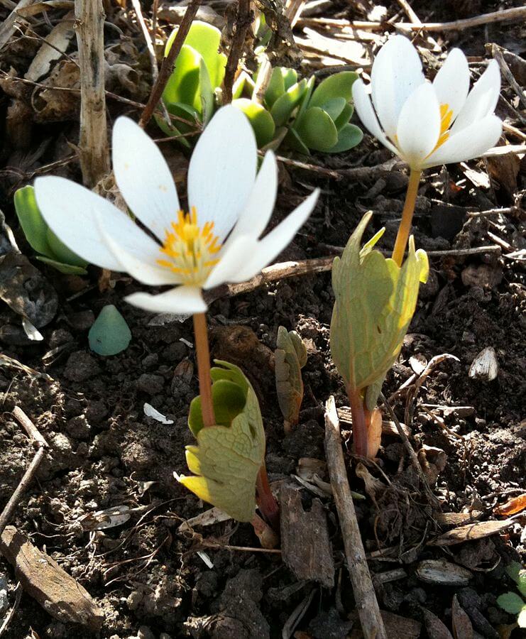 Bloodroot