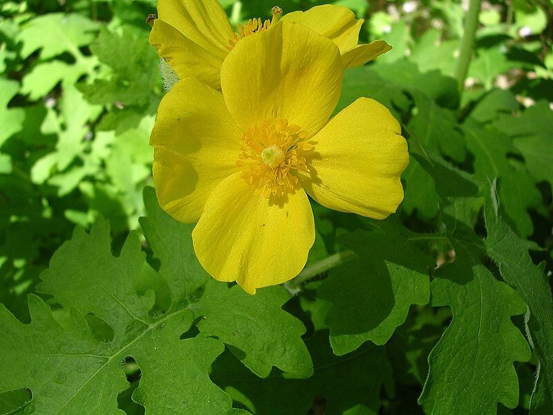 Celandine poppies