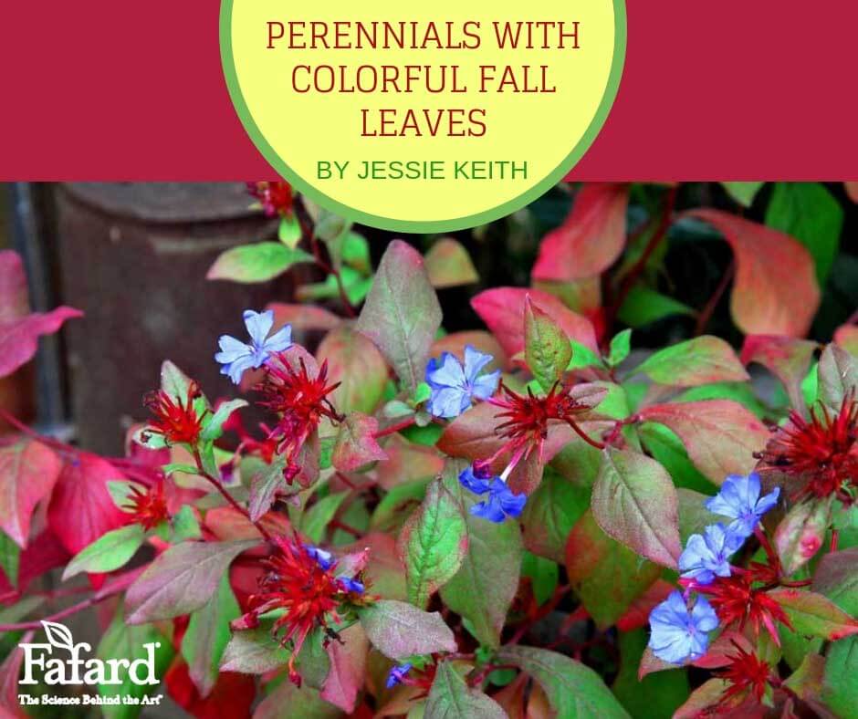 Perennials with Colorful Fall Leaves Featured Image