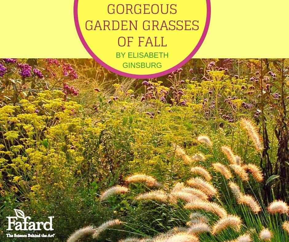 Gorgeous Garden Grasses of Fall Featured Image