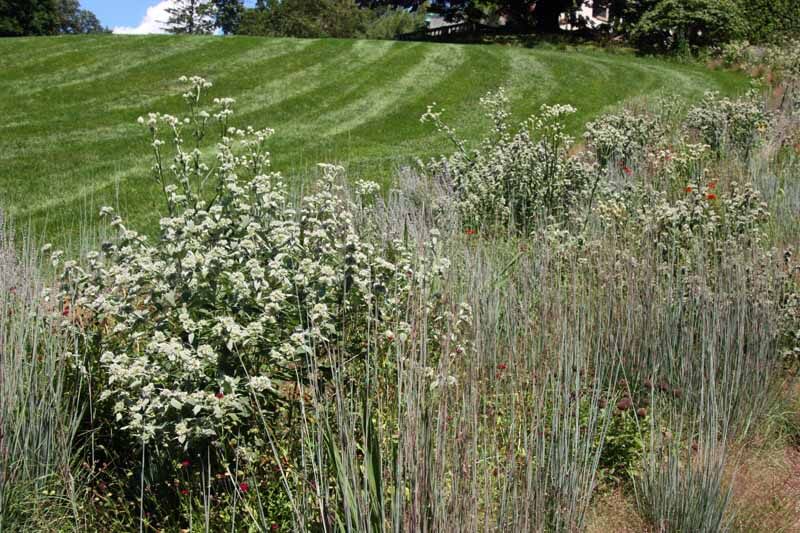 Naturalistic meadow border with upright clumps of little bluestem