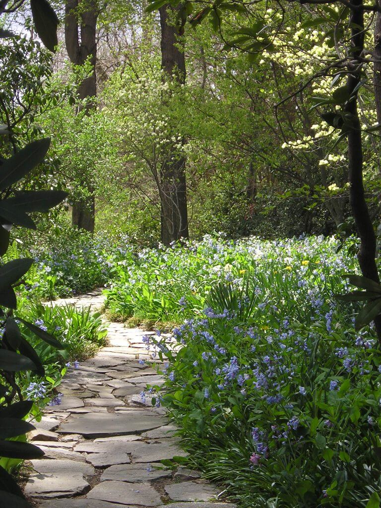 Virginia bluebells along stone path